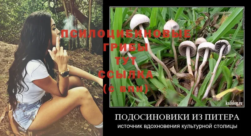 Галлюциногенные грибы Magic Shrooms  кракен рабочий сайт  Карабаш 